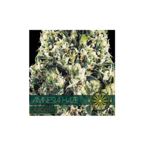 Auto Flowering Amnesia Haze - 05 Zaden: A Comprehensive Guide