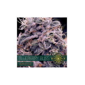 Auto Flowering Blueberry Bliss - 05 Zaden: A Detailed Overview