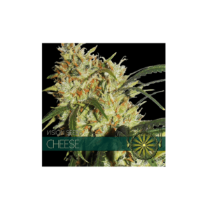 CHEESE - 05 Zaden: A Premium Seed for a Unique Experience