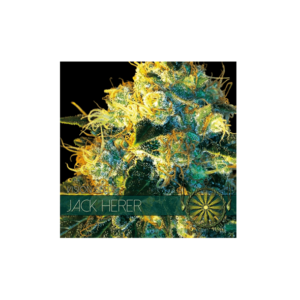 JACK HERER - 05 Zaden: A Legendary Strain for the Connoisseur