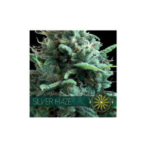 SILVER HAZE - 05 Zaden: A Premium Strain for Relaxation