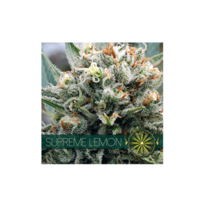 SUPREME LEMON - 05 Zaden: A Zesty and Uplifting Cannabis