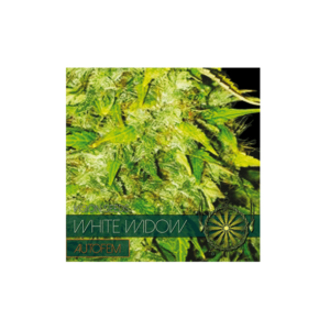 Auto Flowering WHITE WIDOW - 05 Zaden: Autoflowering Traits